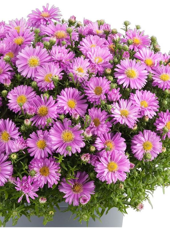 Aster dumosus ‘Alpha® Light Pink’