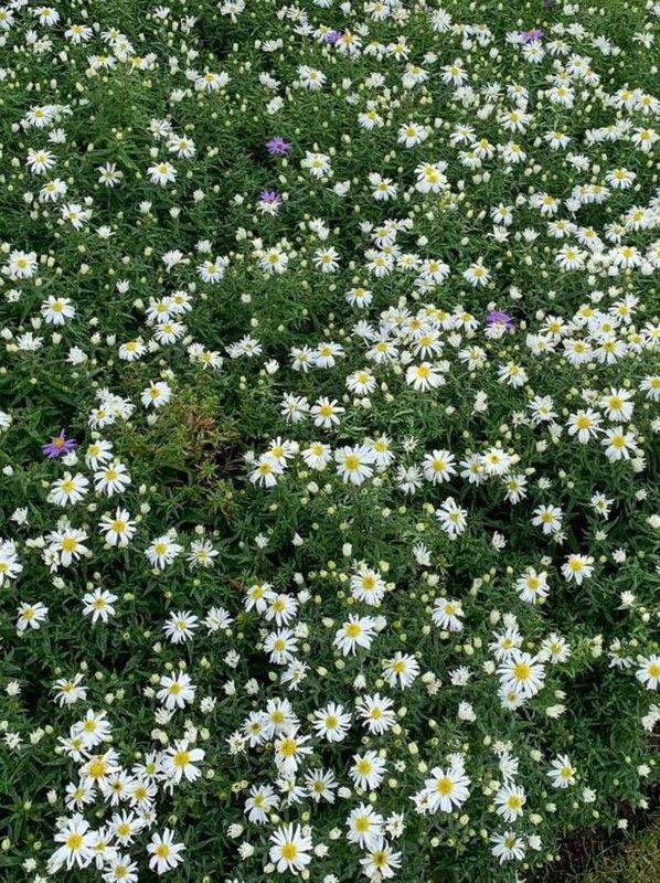 Aster dumosus ‘Kristina’