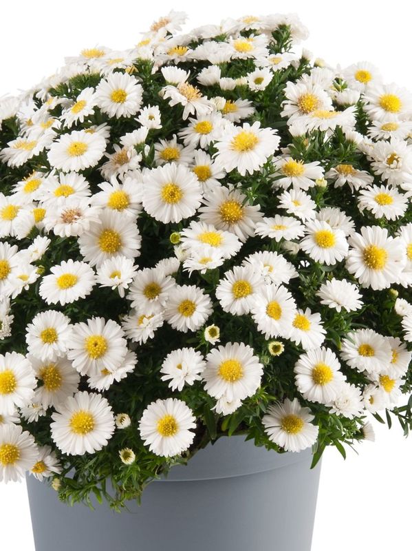 Aster dumosus ‘Alpha® White’