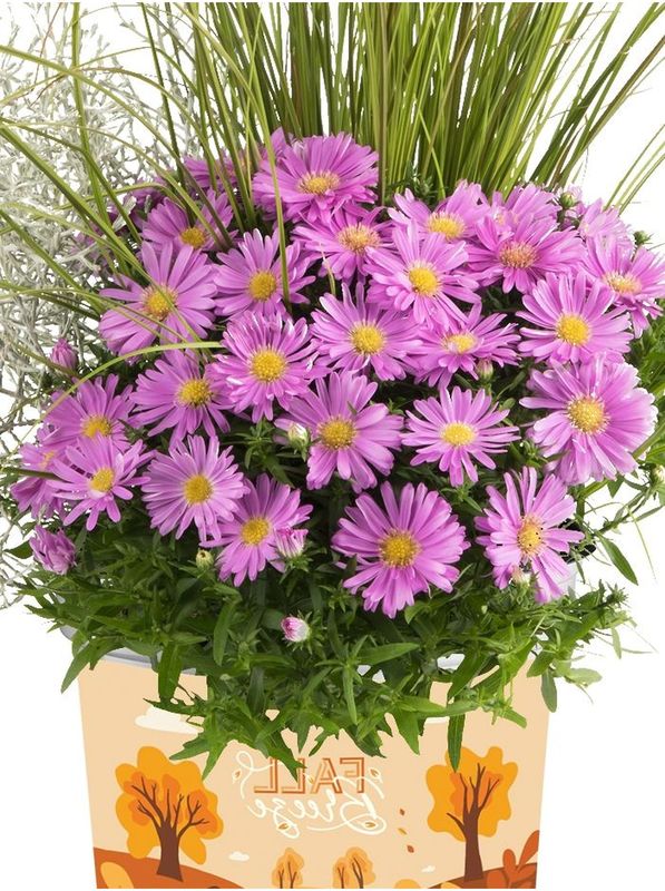 Aster dumosus ‘Alpha® Pink’