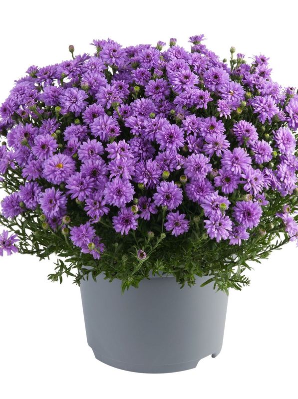 Aster dumosus ‘Alpha® Purple Rocket’