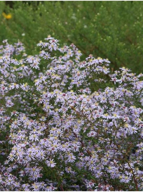 Aster ericoides ‘Erlkonig’