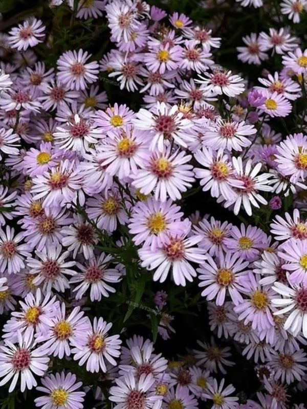 Aster ericoides ‘Pink Cloud’