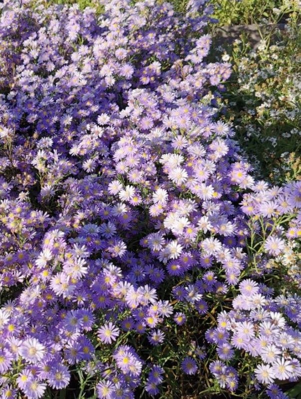 Aster ericoides ‘Blue Wonder’