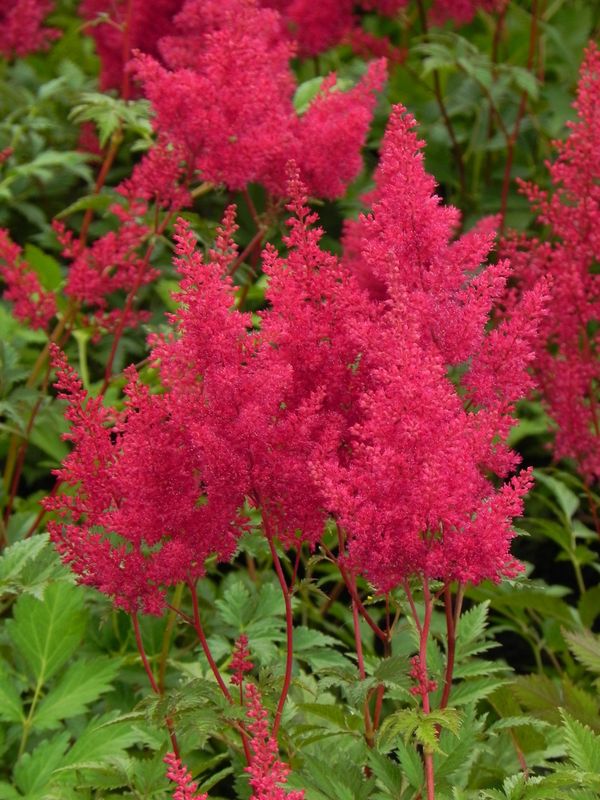 Astilbe japonica ‘Montgomery’