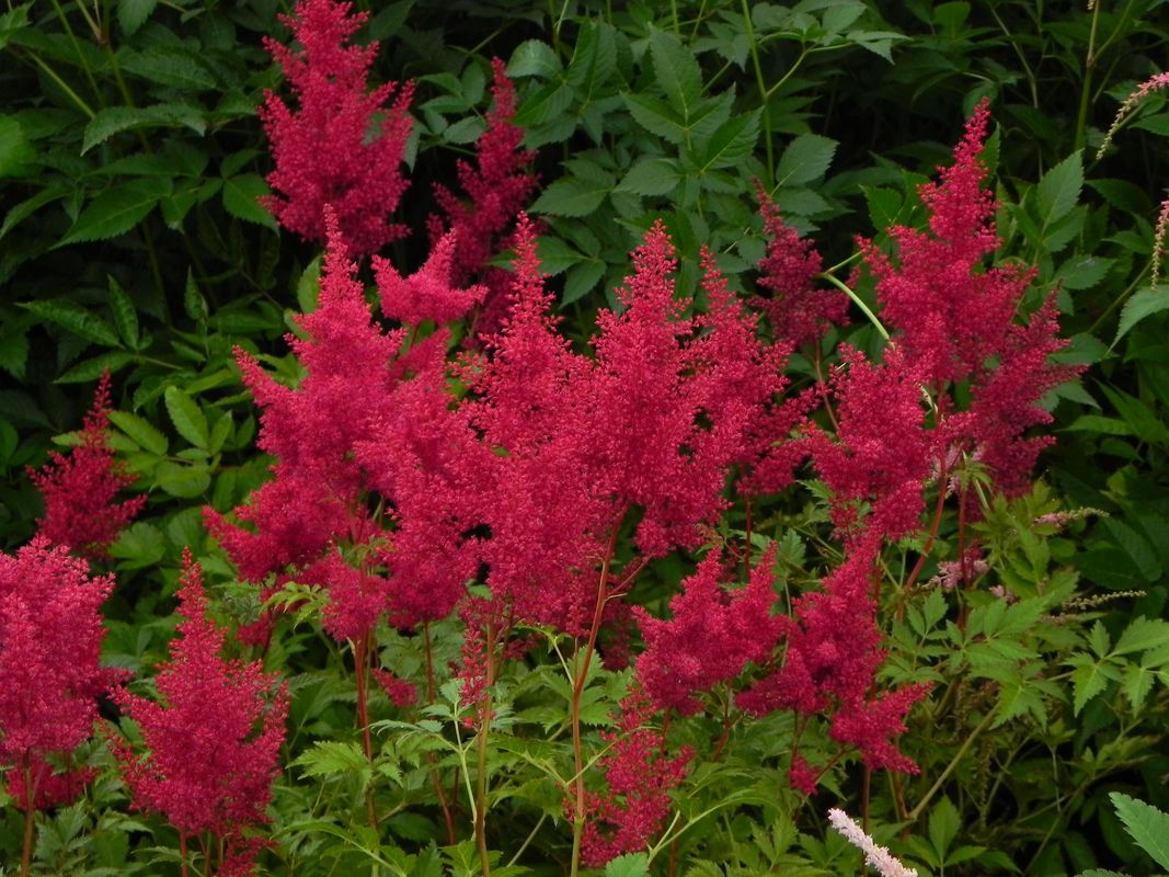 Astilbe japonica ‘Montgomery’