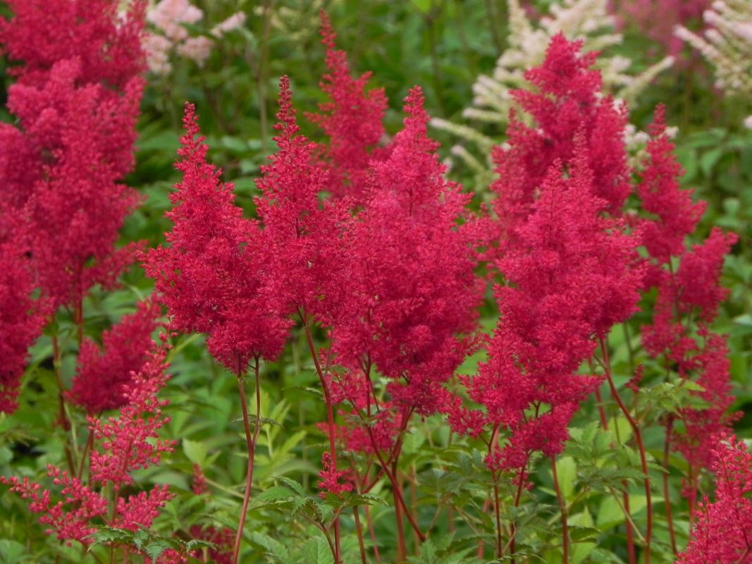 Astilbe japonica ‘Montgomery’