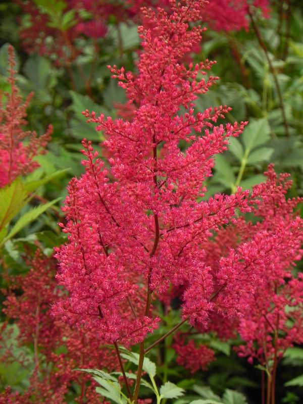 Astilbe japonica ‘Montgomery’