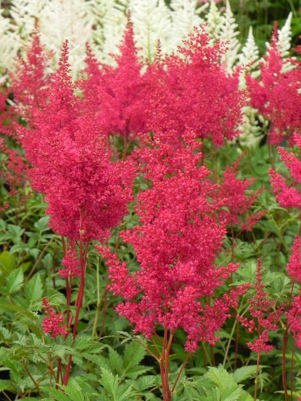 Astilbe japonica ‘Montgomery’