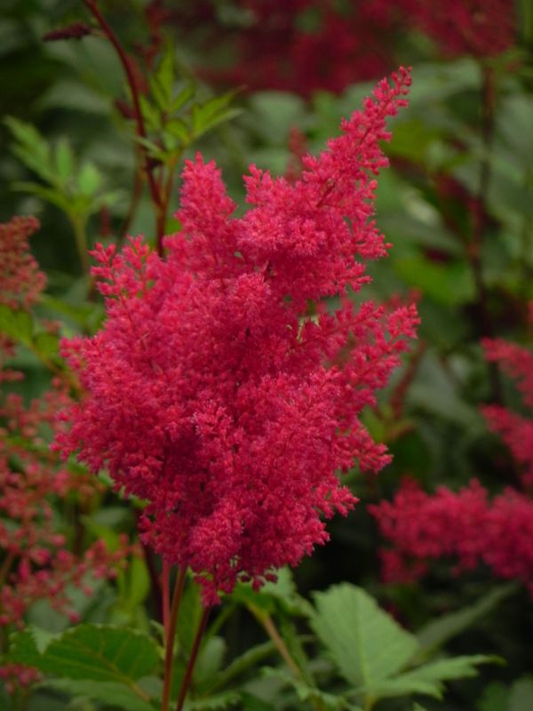 Astilbe japonica ‘Montgomery’