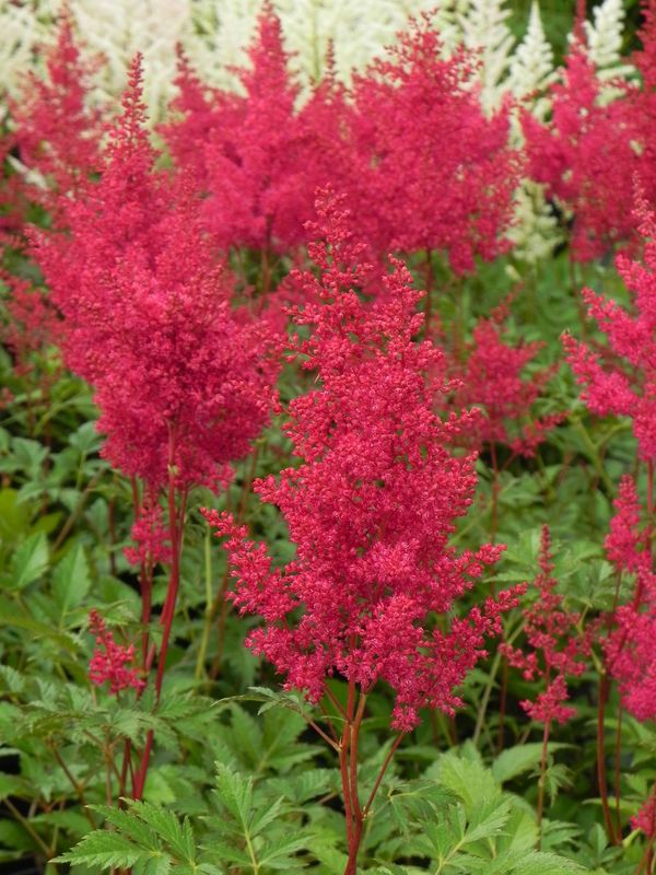 Astilbe japonica ‘Montgomery’