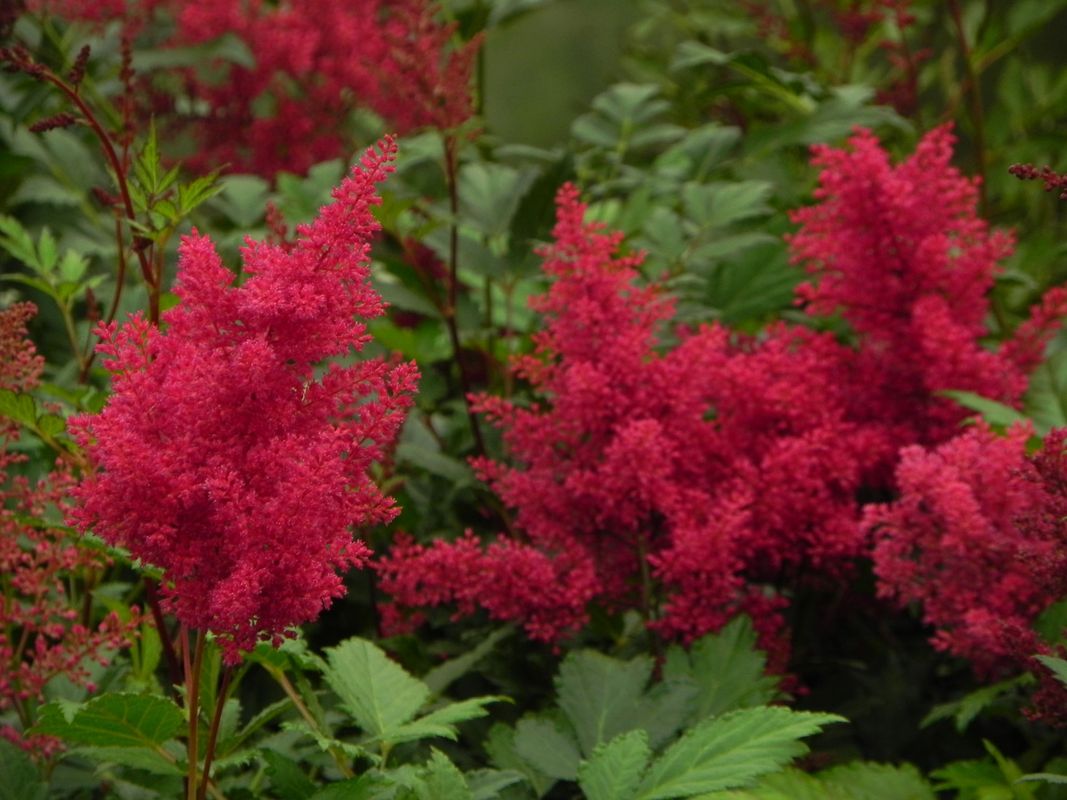 Astilbe japonica ‘Montgomery’