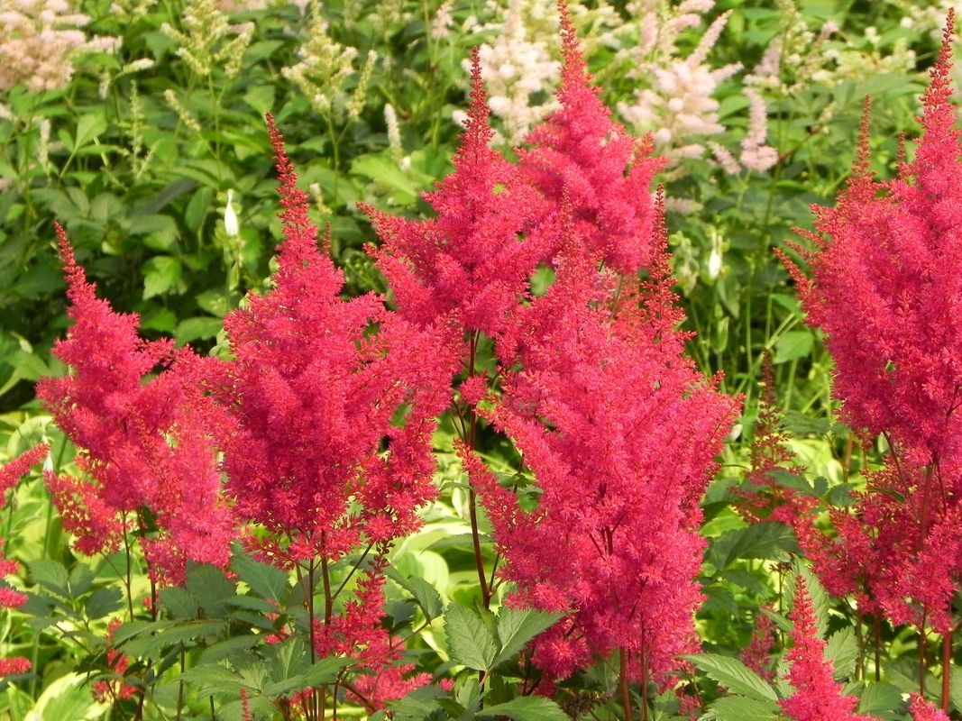 Astilbe japonica ‘Montgomery’