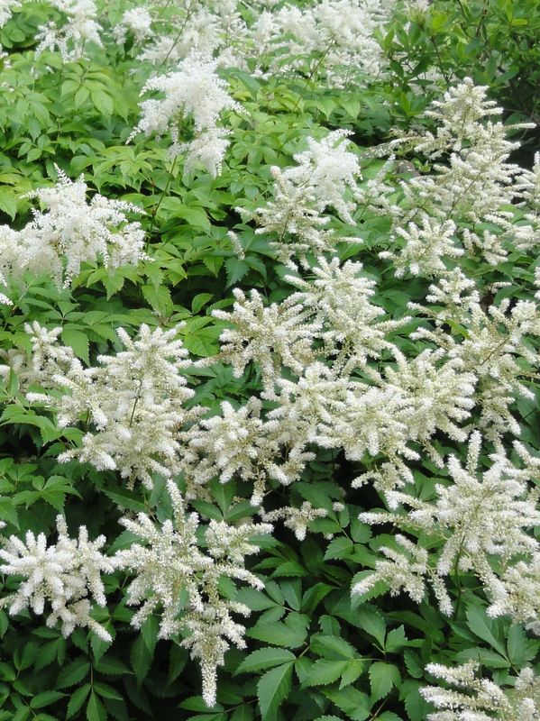 Astilbe japonica ‘Deutschland’