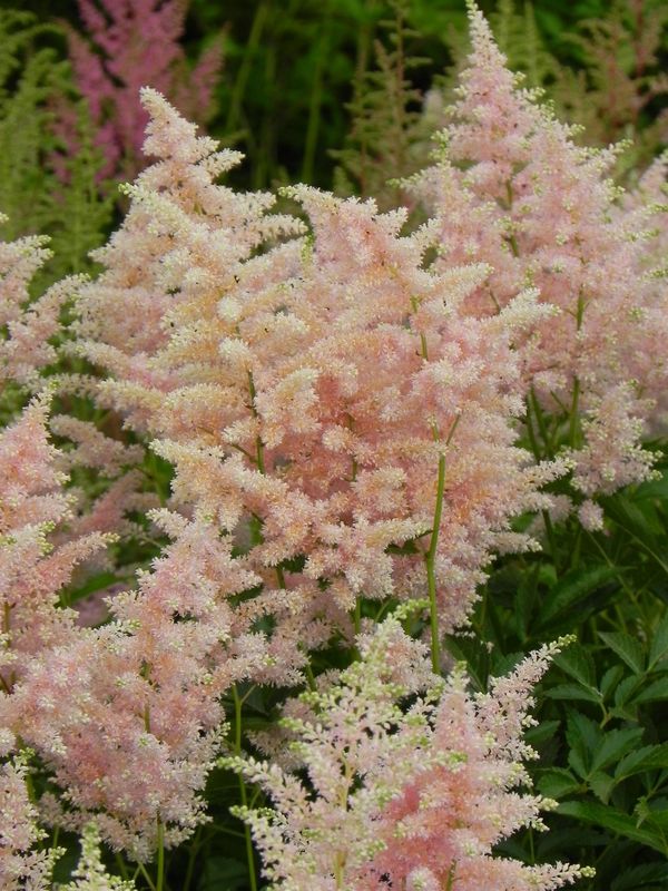 Astilbe japonica ‘Peach Blossom’