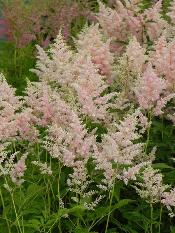 Astilbe japonica ‘Peach Blossom’