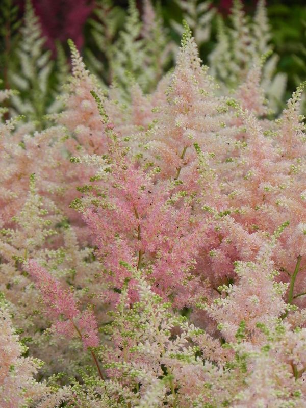 Astilbe japonica ‘Peach Blossom’