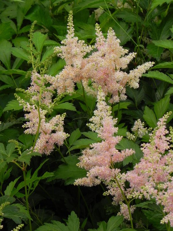 Astilbe japonica ‘Peach Blossom’