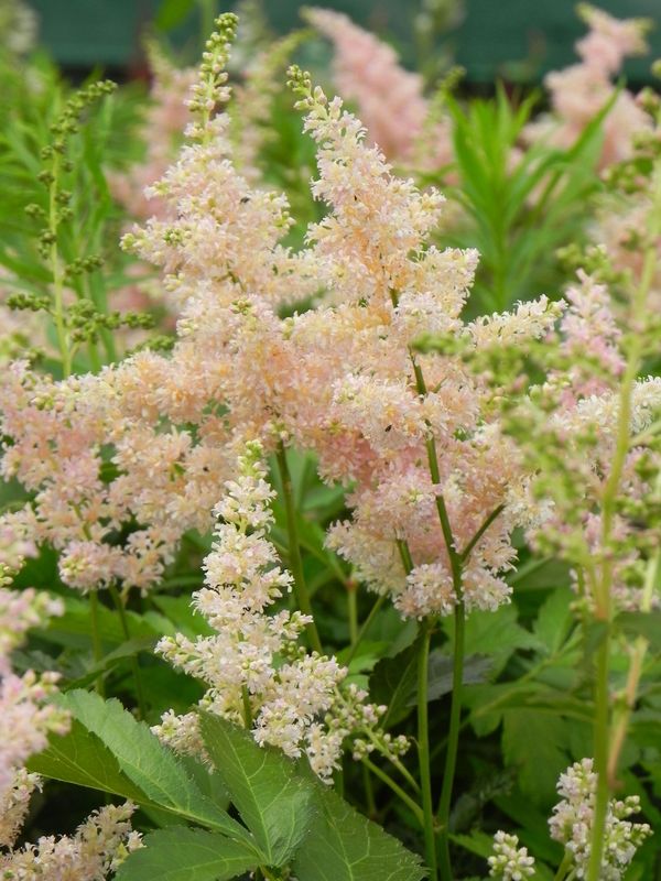 Astilbe japonica ‘Peach Blossom’