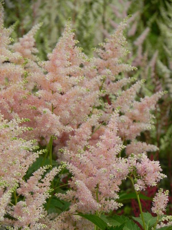 Astilbe japonica ‘Peach Blossom’