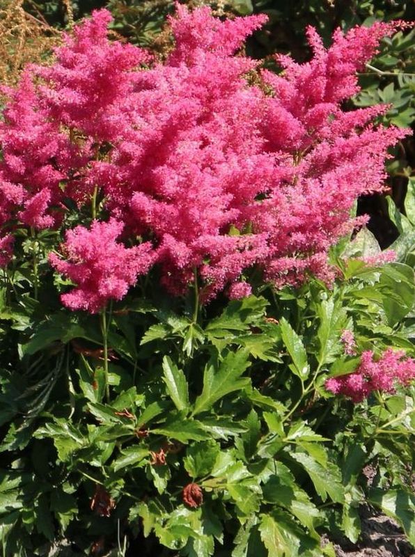 Astilbe japonica ‘Bonn’