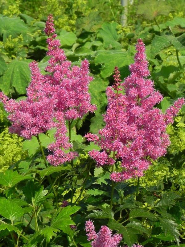 Astilbe japonica ‘Mainz’