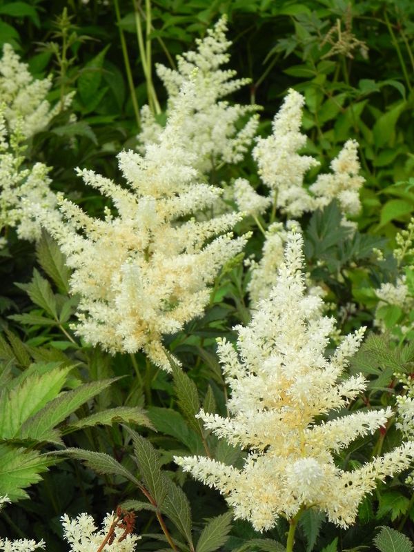 Astilbe japonica ‘Gladstone’