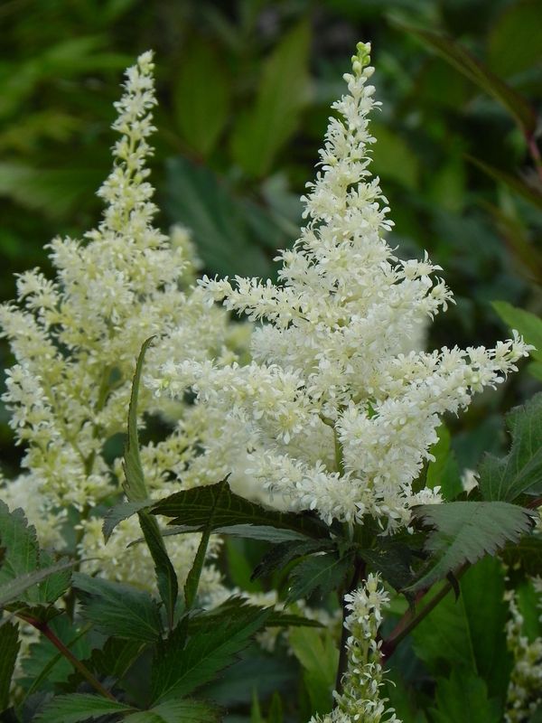 Astilbe japonica ‘Gladstone’
