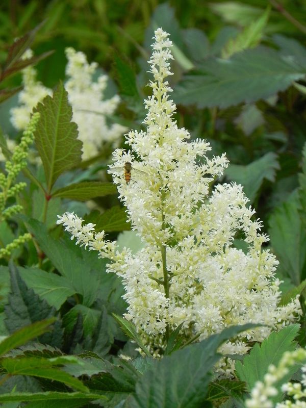Astilbe japonica ‘Gladstone’