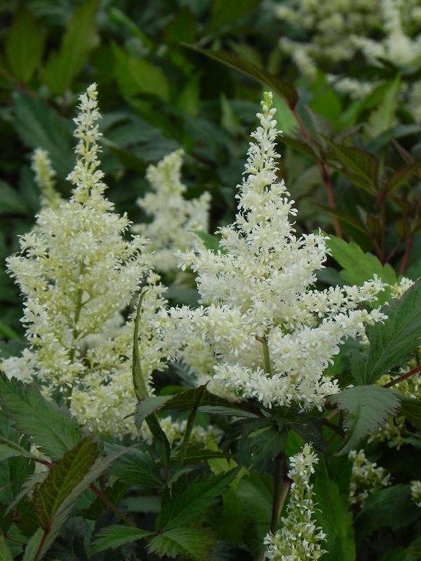 Astilbe japonica ‘Gladstone’
