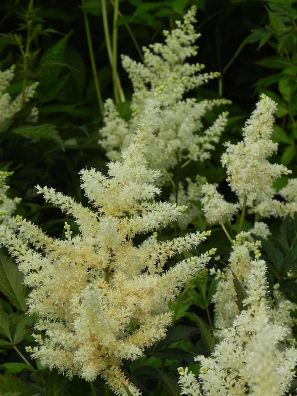 Astilbe japonica ‘Gladstone’