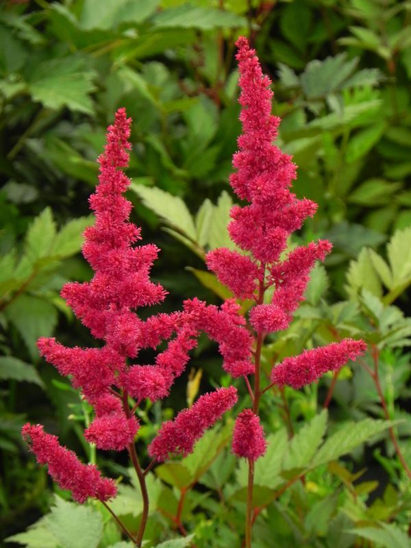 Astilbe japonica ‘Red Sentinal’