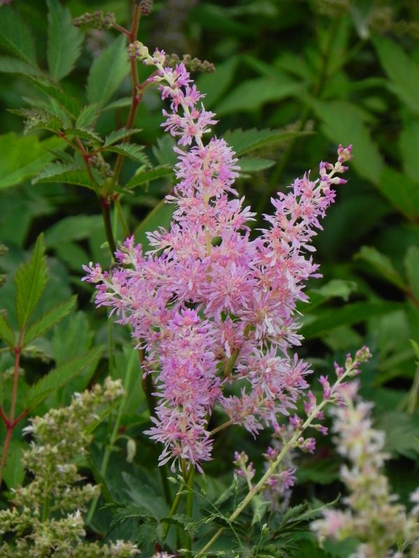 Astilbe japonica ‘America’