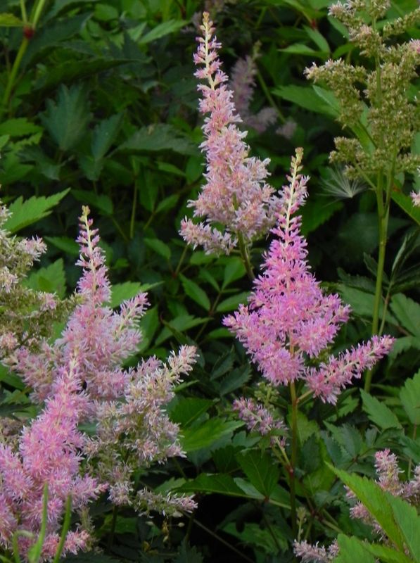 Astilbe japonica ‘America’