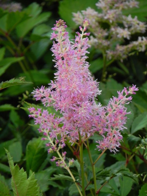 Astilbe japonica ‘America’