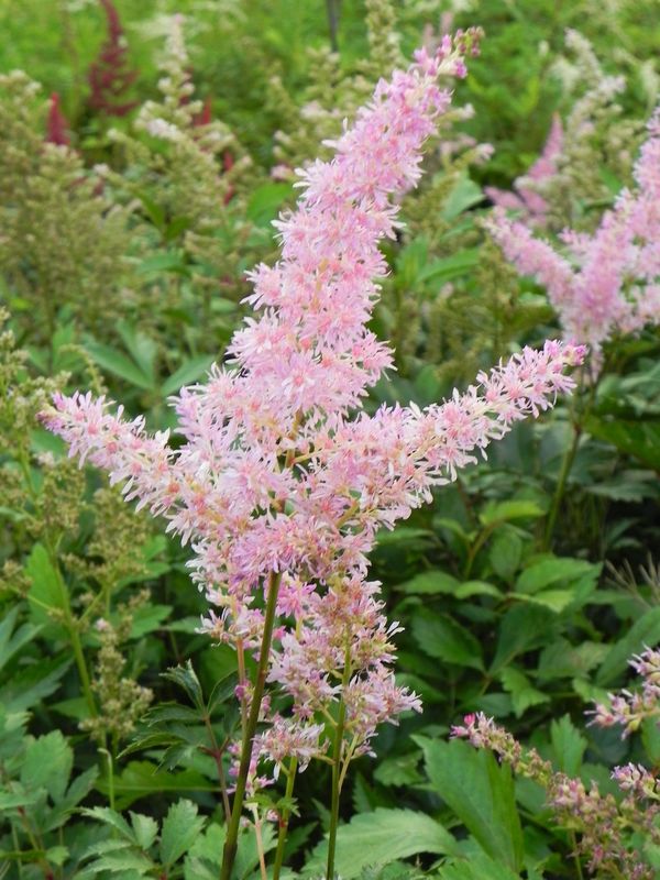 Astilbe japonica ‘America’
