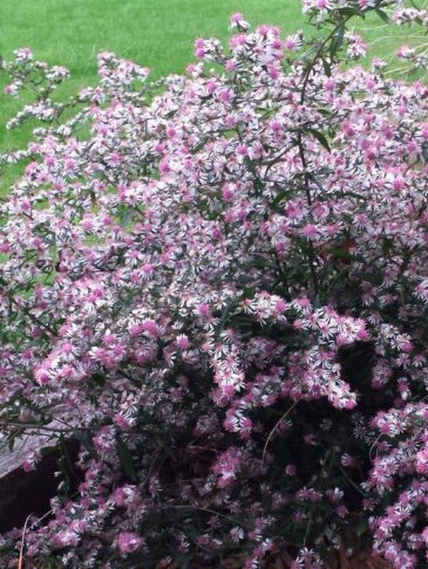 Aster laterifolius ‘Lady in Black’