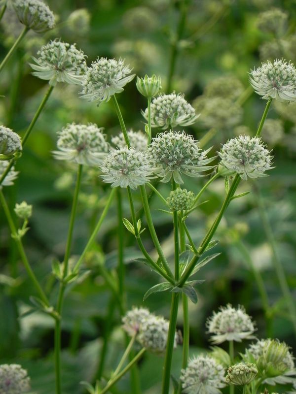 Astrantia major