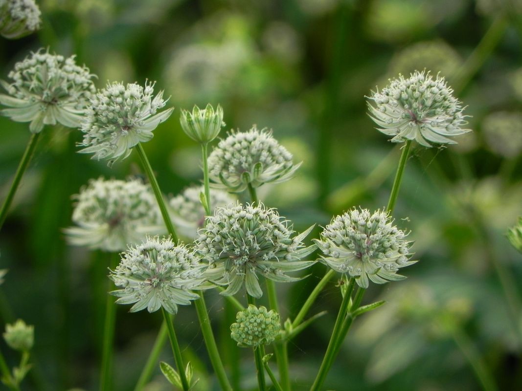Astrantia major