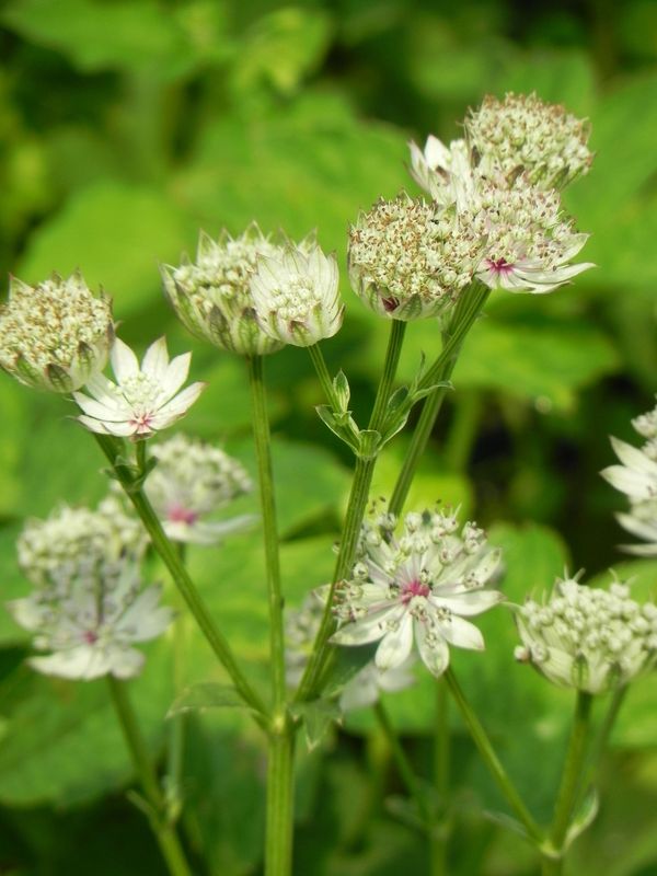 Astrantia major