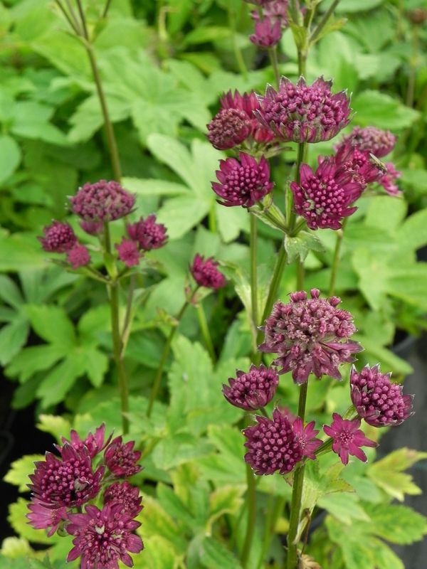 Astrantia major ‘Rosensinfonie’