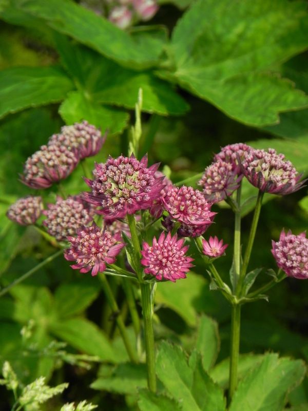 Astrantia major ‘Rosensinfonie’