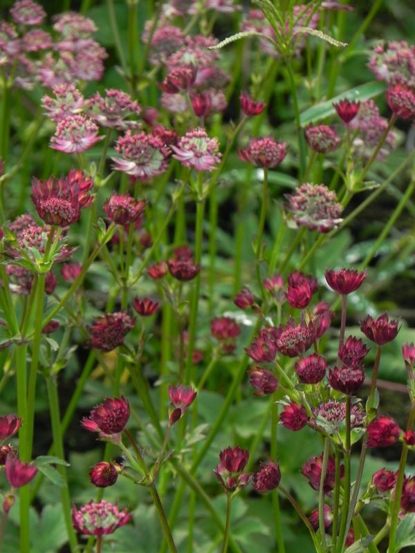 Astrantia major ‘Rosensinfonie’