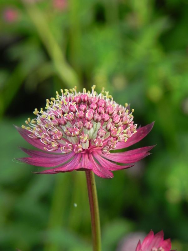 Astrantia major ‘Rosensinfonie’