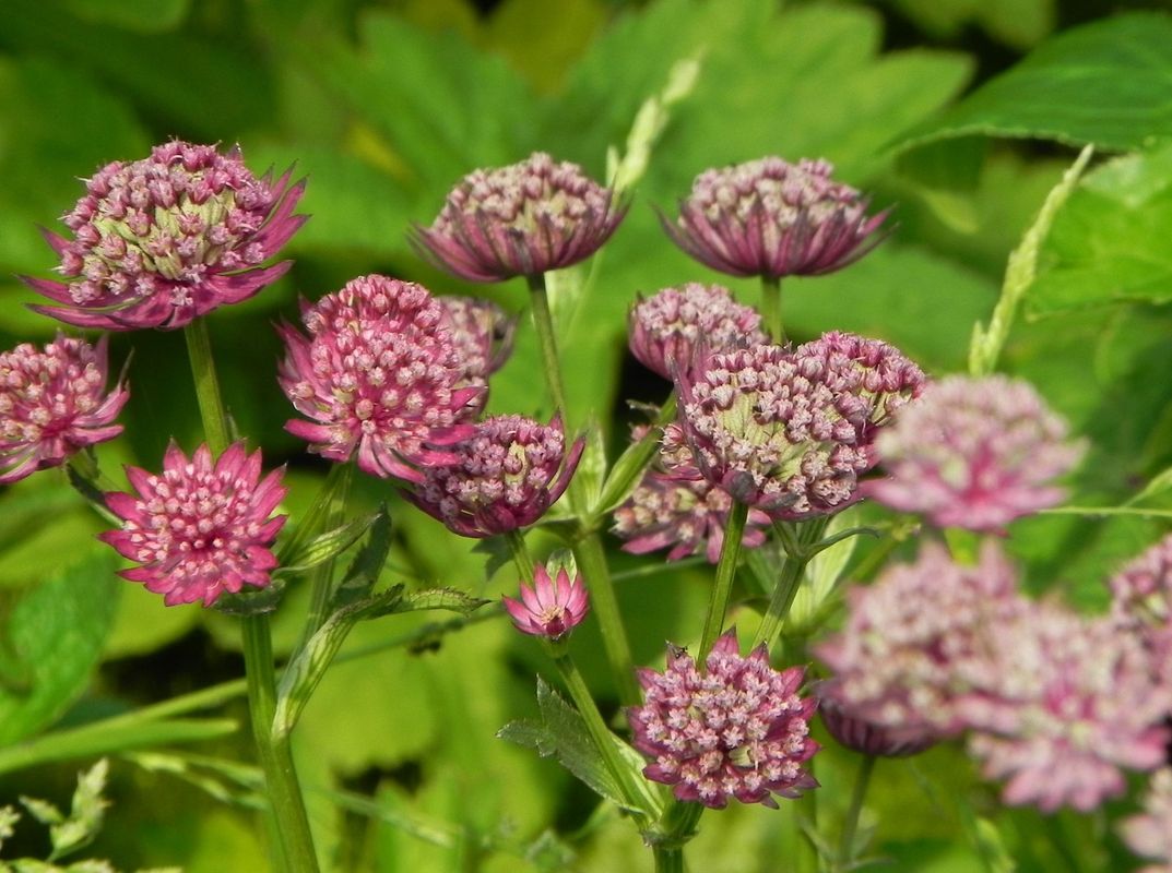 Astrantia major ‘Rosensinfonie’