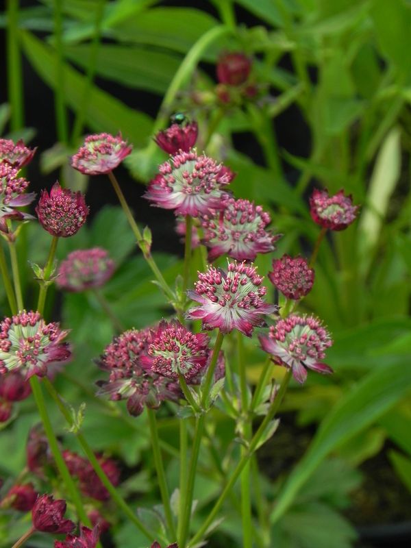 Astrantia major ‘Rosensinfonie’