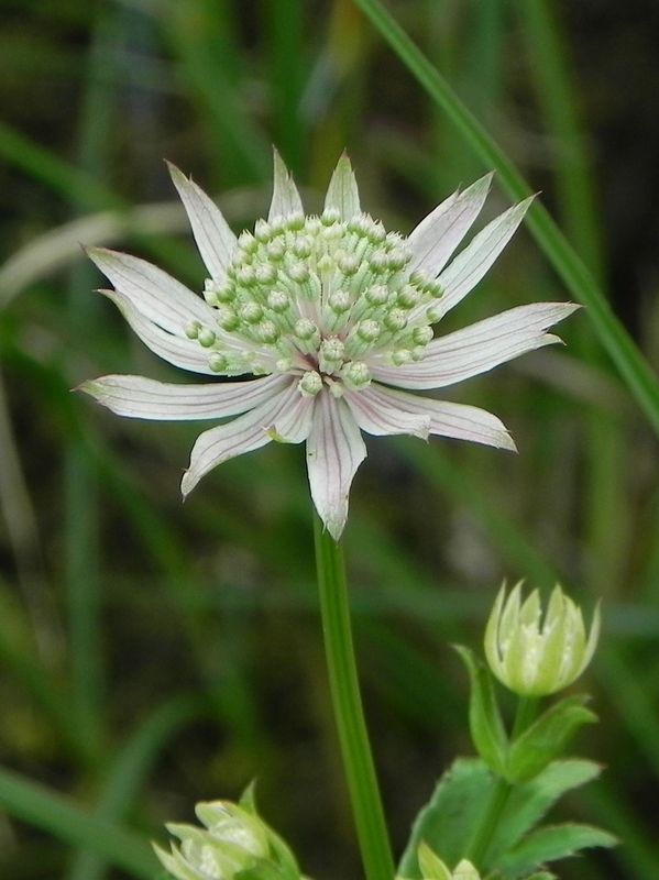 Astrantia major ‘Snow Star®’