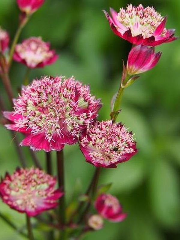 Astrantia major ‘Moulin Rouge’