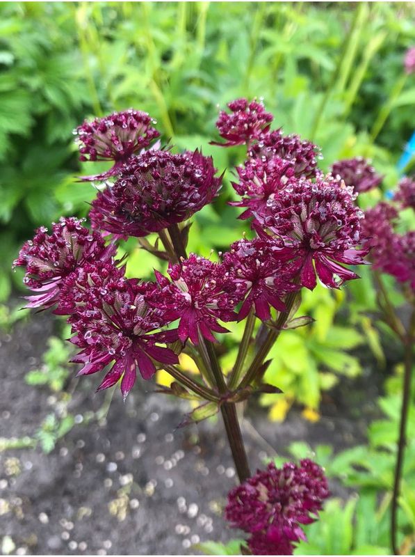 Astrantia major ‘Purple Hapiines’