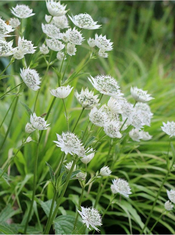 Astrantia major ‘White Sensation’